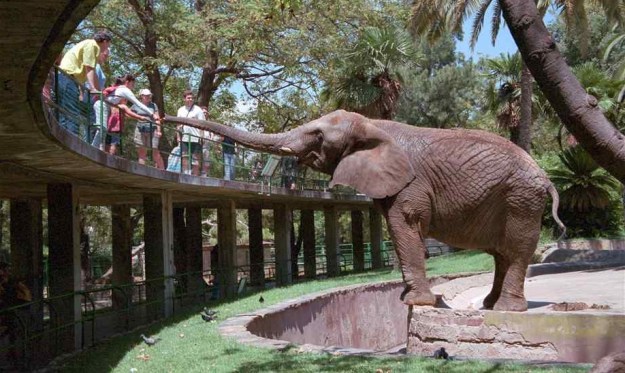zoo_barcelona_kids_family_animals_elephant_food