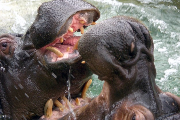 zoo_barcelona_kids_family_animals_hypopotamus_playing